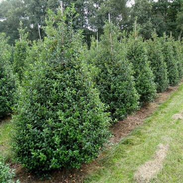 Hulst / Ilex Meserveae Blue Prince 100-125 cm