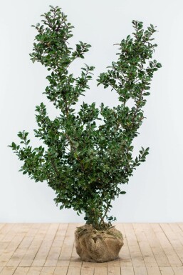 Hulst Ilex meserveae Blue Prince Haag 125-150 Kluit