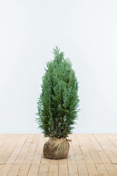 Cipres / Chamaecyparis Lawsoniana Columnaris Glauca 60-80 cm