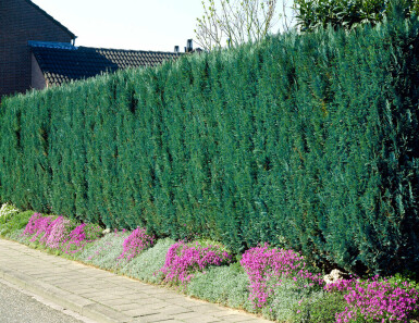 Cipres / Chamaecyparis Lawsoniana Columnaris Glauca 80-100 cm