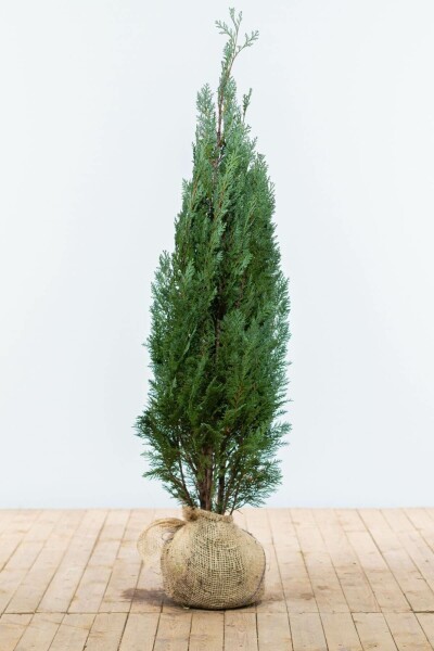 Cipres / Chamaecyparis Lawsoniana Columnaris Glauca 120-140 cm