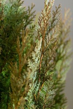 Cipres / Chamaecyparis Lawsoniana Columnaris Glauca 120-140 cm