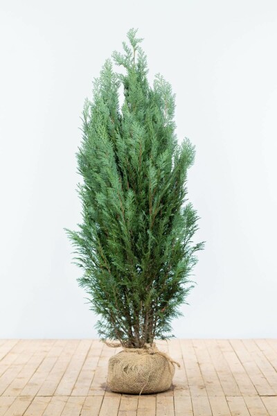Cipres / Chamaecyparis Lawsoniana Columnaris Glauca 140-160 cm