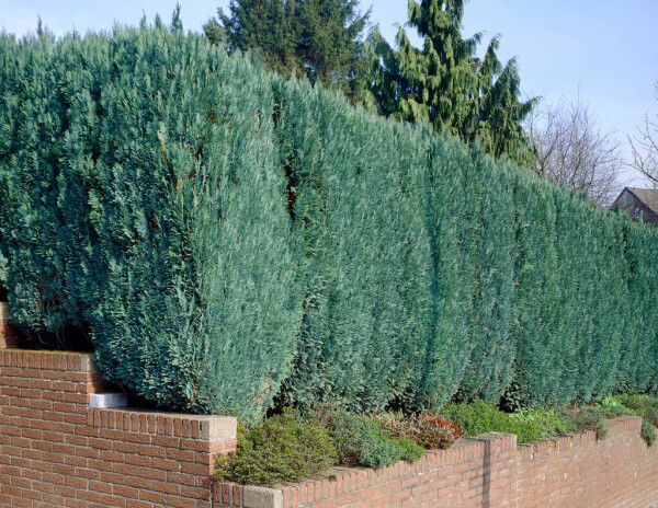 Cipres / Chamaecyparis Lawsoniana Columnaris Glauca 140-160 cm
