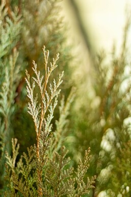 Cipres / Chamaecyparis Lawsoniana Columnaris Glauca 140-160 cm
