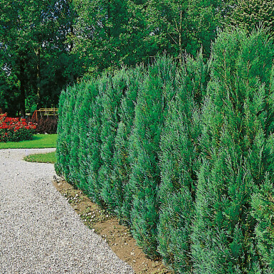 Cipres / Chamaecyparis Lawsoniana Columnaris Glauca 140-160 cm