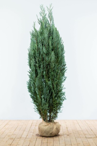 Cipres / Chamaecyparis Lawsoniana Columnaris Glauca 180-200 cm