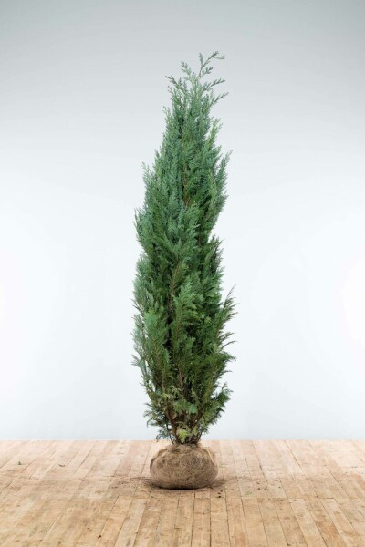 Cipres / Chamaecyparis Lawsoniana Columnaris Glauca 200-225 cm