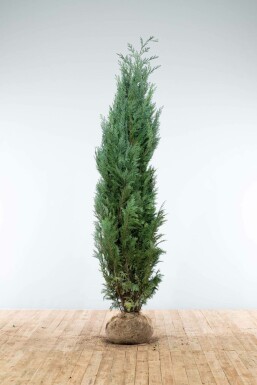 Cipres / Chamaecyparis Lawsoniana Columnaris Glauca 200-225 cm