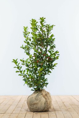 Hulst Ilex meserveae Heckenfee Haag 60-80 Kluit Hulst / Ilex Meserveae Heckenfee 60-80 cm