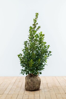 Hulst Ilex meserveae Heckenfee Haag 80-100 Kluit Hulst / Ilex Meserveae Heckenfee 80-100 cm