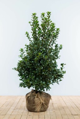 Hulst Ilex meserveae Heckenfee Haag 100-125 Kluit Hulst / Ilex Meserveae Heckenfee 100-125 cm