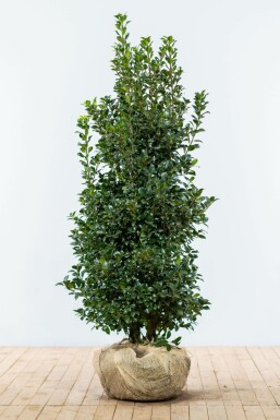 Hulst Ilex meserveae Heckenfee Haag 125-150 Kluit Hulst / Ilex Meserveae Heckenfee 125-150 cm