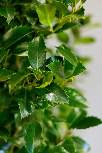 Hulst / Ilex Meserveae Heckenfee 125-150 cm