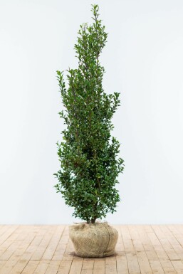 Hulst Ilex meserveae Heckenfee Haag 150-175 Kluit Hulst / Ilex Meserveae Heckenfee 150-175 cm