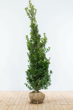 Hulst / Ilex Meserveae Heckenfee 175-200 cm