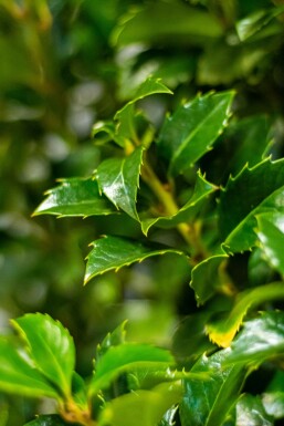 Hulst / Ilex Meserveae Heckenfee 175-200 cm