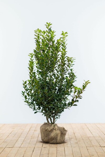 Hulst / Ilex Meserveae Heckenpracht 60-80 cm