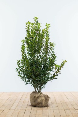 Hulst / Ilex Meserveae Heckenpracht 60-80 cm
