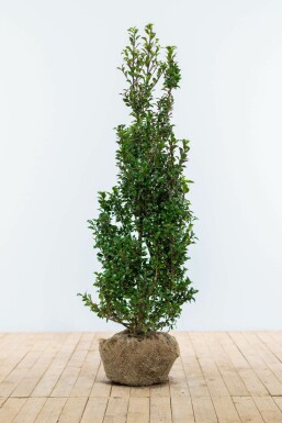 Hulst / Ilex Meserveae Heckenpracht 80-100 cm
