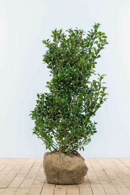 Hulst / Ilex Meserveae Heckenpracht 100-125 cm