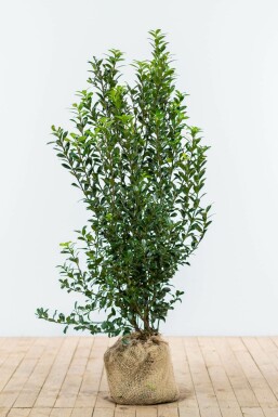 Hulst / Ilex Meserveae Heckenpracht 125-150 cm