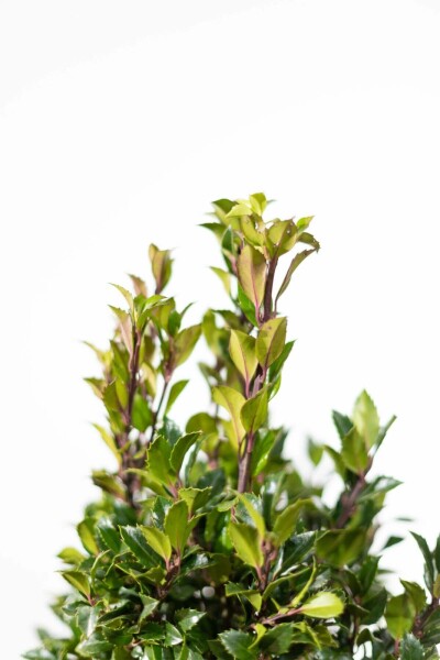Hulst / Ilex Meserveae Heckenpracht 125-150 cm