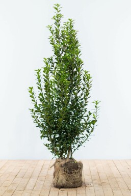 Hulst / Ilex Meserveae Heckenpracht 150-175 cm