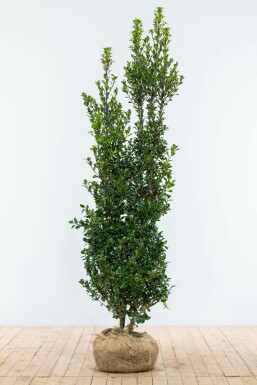 Hulst / Ilex Meserveae Heckenpracht 175-200 cm