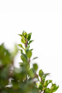Hulst / Ilex Meserveae Heckenpracht 175-200 cm