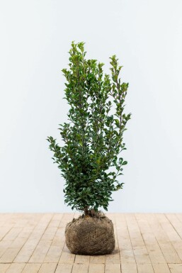 Hulst Ilex meserveae Heckenstar Haag 60-80 Kluit Hulst / Ilex Meserveae Heckenstar 60-80 cm