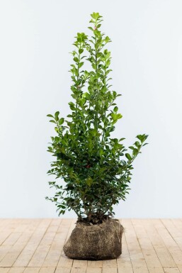Hulst Ilex meserveae Heckenstar Haag 80-100 Kluit Hulst / Ilex Meserveae Heckenstar 80-100 cm