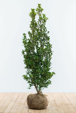 Hulst Ilex meserveae Heckenstar Haag 100-125 Kluit Hulst / Ilex Meserveae Heckenstar 100-125 cm