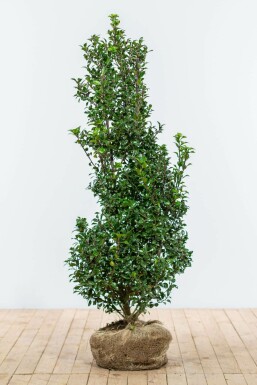 Hulst / Ilex Meserveae Heckenstar 125-150 cm