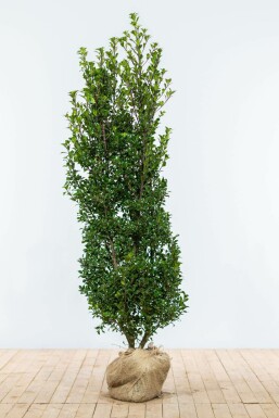 Hulst Ilex meserveae Heckenstar Haag 150-175 Kluit