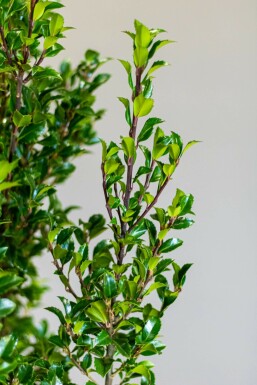 Hulst / Ilex Meserveae Heckenstar 150-175 cm