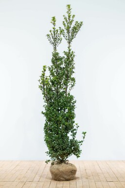 Hulst / Ilex Meserveae Heckenstar 175-200 cm