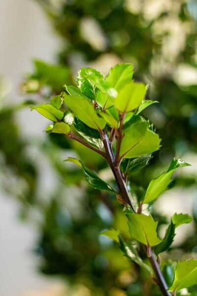 Hulst / Ilex Meserveae Heckenstar 175-200 cm