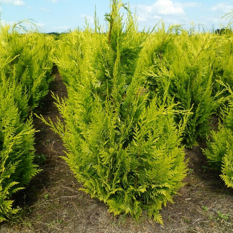 Cipres / Chamaecyparis Lawsoniana Ivonne 60-80 cm