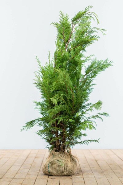 Cipres / Chamaecyparis Lawsoniana Ivonne 80-100 cm
