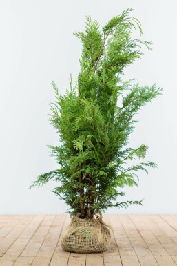 Cipres / Chamaecyparis Lawsoniana Ivonne 80-100 cm
