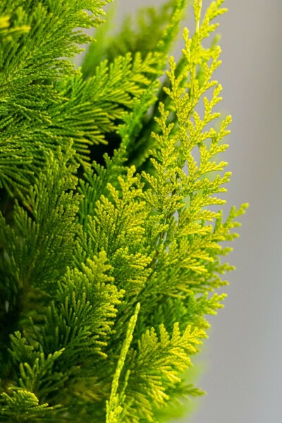 Cipres / Chamaecyparis Lawsoniana Ivonne 80-100 cm