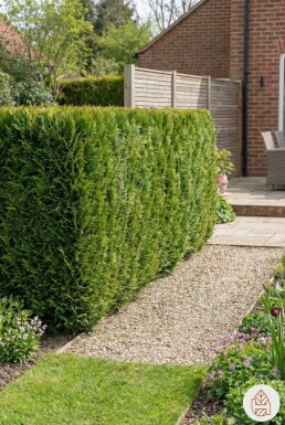 Cipres / Chamaecyparis Lawsoniana Ivonne 80-100 cm