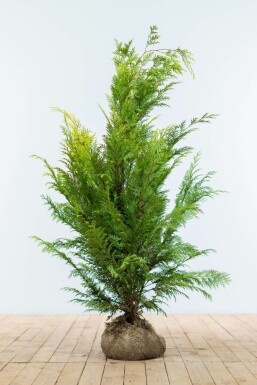 Cipres / Chamaecyparis Lawsoniana Ivonne 100-120 cm