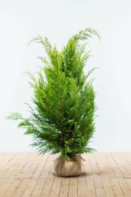 Cipres / Chamaecyparis Lawsoniana Ivonne 120-140 cm