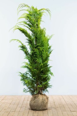 Cipres / Chamaecyparis Lawsoniana Ivonne 140-160 cm