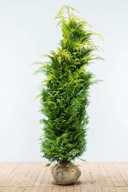Cipres / Chamaecyparis Lawsoniana Ivonne 180-200 cm