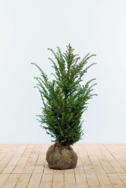 Venijnboom Taxus baccata Haag 60-80 Kluit