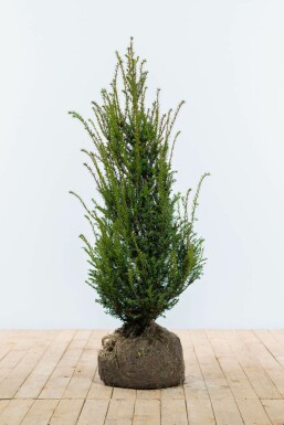 Taxus Baccata