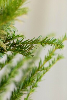 Taxus Baccata 100-120 cm